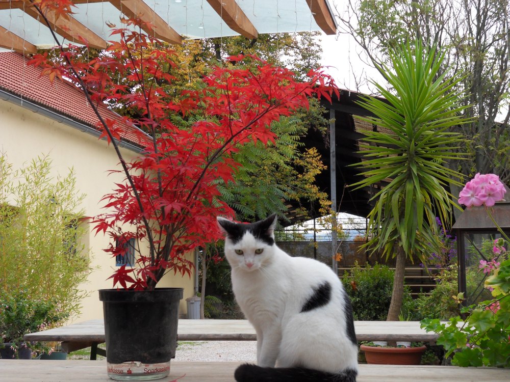 SAMSUNG DIGITAL CAMERA