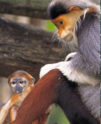 douc-langur2