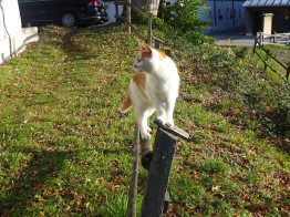 Irgendwo ist immer eine Katze2